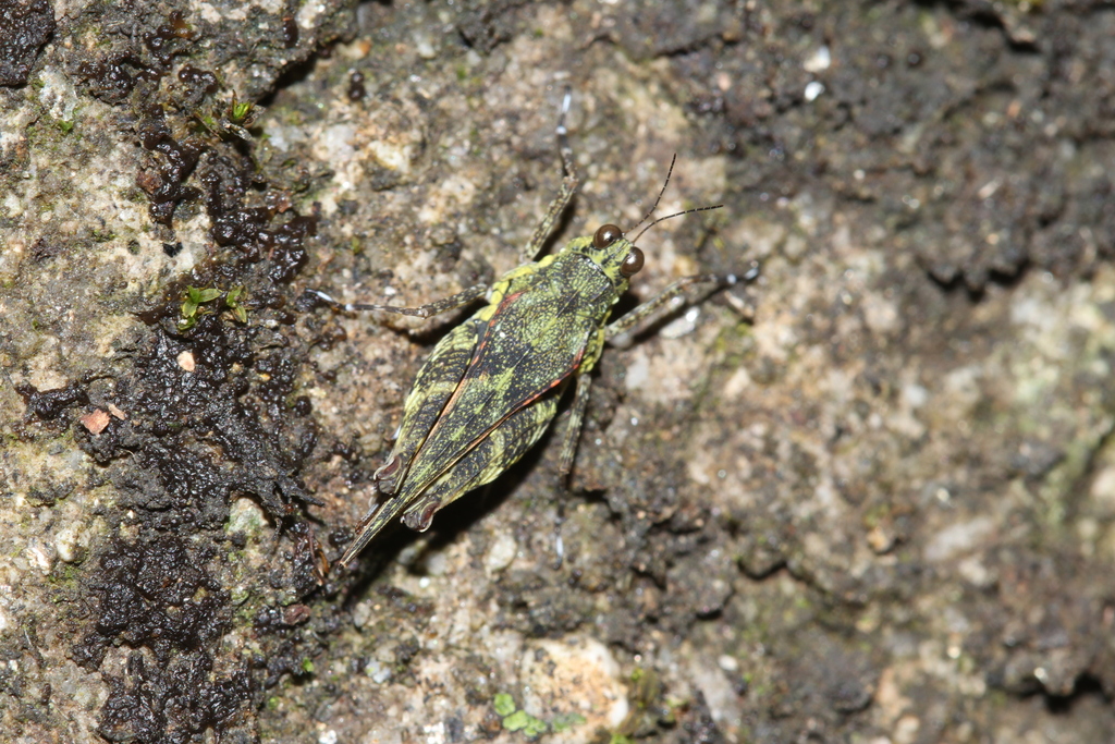 Sanduk's Groundhopper
