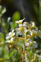 Saxifraga paniculata