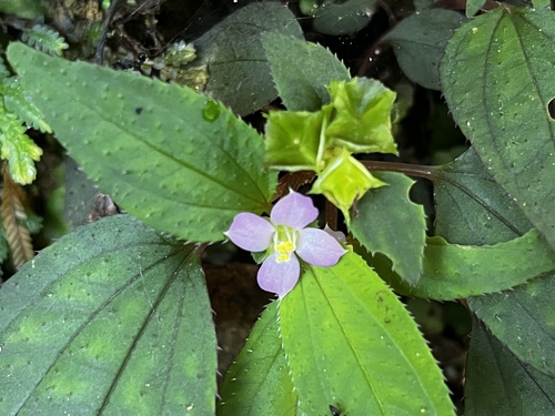 Image of Sarcopyramis napalensis by (c) 黃美滿, some rights reserved (CC BY)