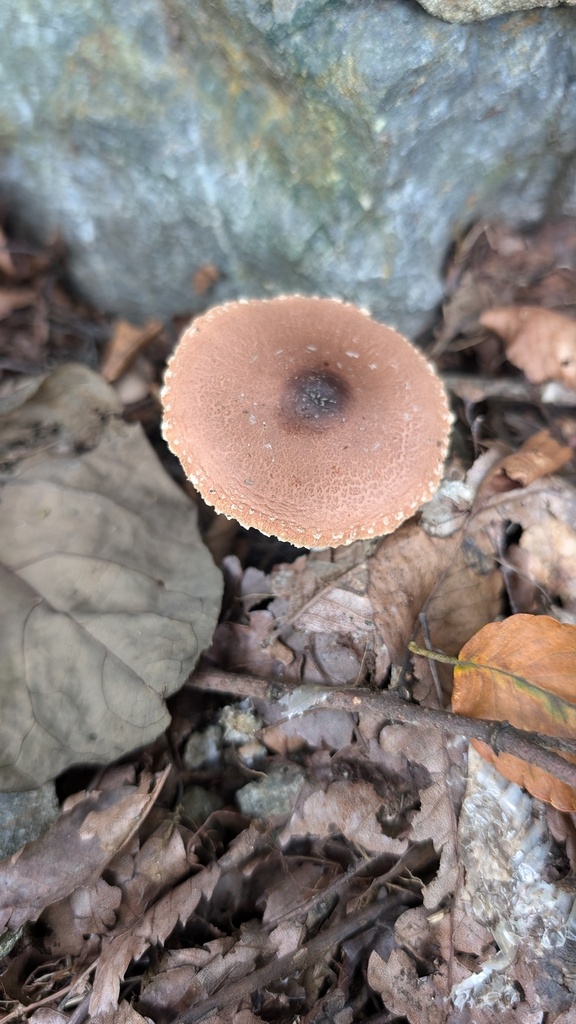 Leucoagaricus rubrotinctus · September 2024 · photo: © atsushi_nakajima_cirque (iNaturalist, cc-by)