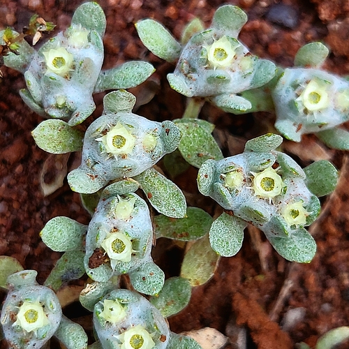 Image of Flannel Cudweed (Actinobole uliginosum) by (c) jaimshae, some rights reserved (CC BY)