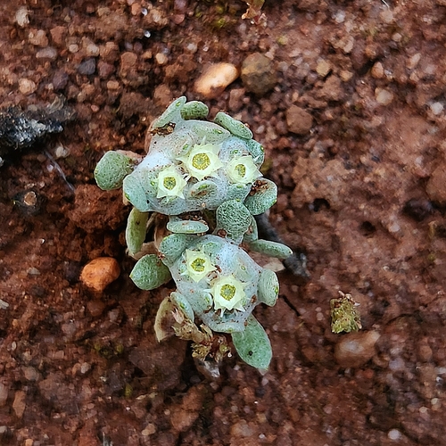 Image of Actinobole uliginosum by (c) jaimshae, some rights reserved (CC BY)