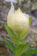 Saussurea obvallata, photograph (c) Morten Ross, some rights reserved (CC BY)
