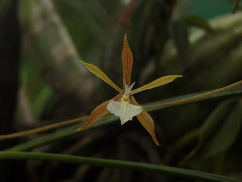 Image of Encyclia nematocaulon by (c) Victor De la Cruz, some rights reserved (CC BY)