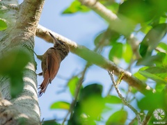 Dendrocolaptes sanctithomae