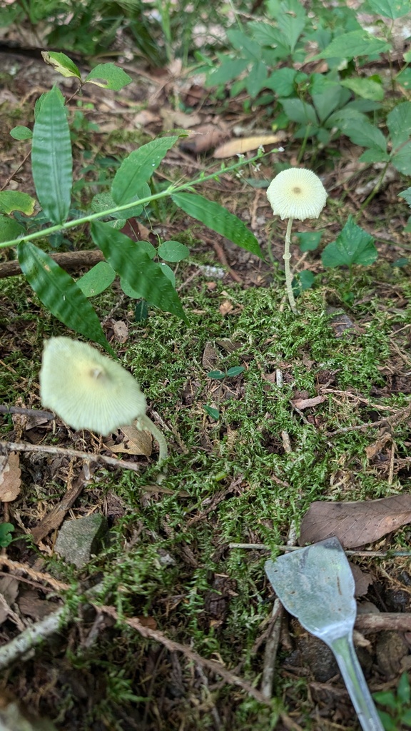 Leucocoprinus fragilissimus · September 2024 · photo: © atsushi_nakajima_cirque (iNaturalist, cc-by)