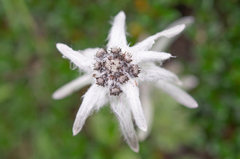 Leontopodium himalayanum