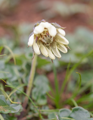 mountain dandelion (Oreoseris)