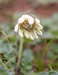 Oreoseris nivea, photograph Morten Ross, CC BY, iNaturalist via GBIF