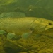 Eyetail Bowfin - Photo (c) Below Blue Water Diver, some rights reserved (CC BY-NC), uploaded by Below Blue Water Diver