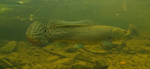 Eyetail Bowfin