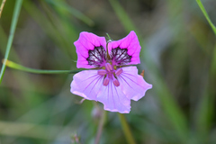 Erodium glandulosum