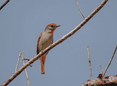 Piranga roseogularis