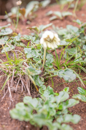 Oreoseris nivea, photograph 2