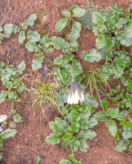 Oreoseris nivea, photograph Morten Ross, CC BY, iNaturalist via GBIF