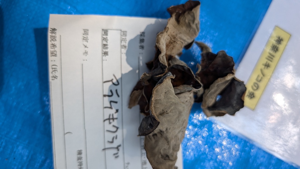 Auricularia polytricha · September 2024 · photo: © atsushi_nakajima_cirque (iNaturalist, cc-by)