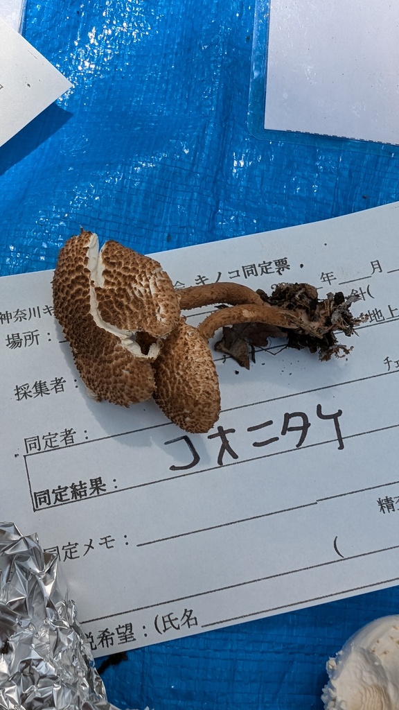 Lepiota echinacea