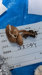 コオニタケ