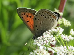 Lycaena candens