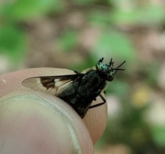 Chrysops mitis