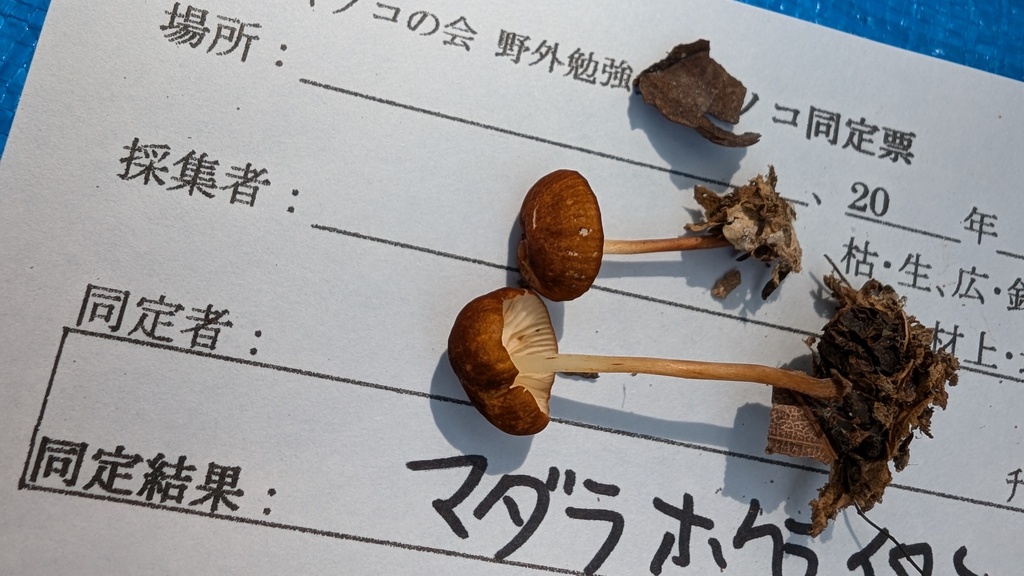 Marasmius maculosus · September 2024 · photo: © atsushi_nakajima_cirque (iNaturalist, cc-by)