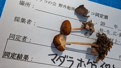 マダラホウライタケ