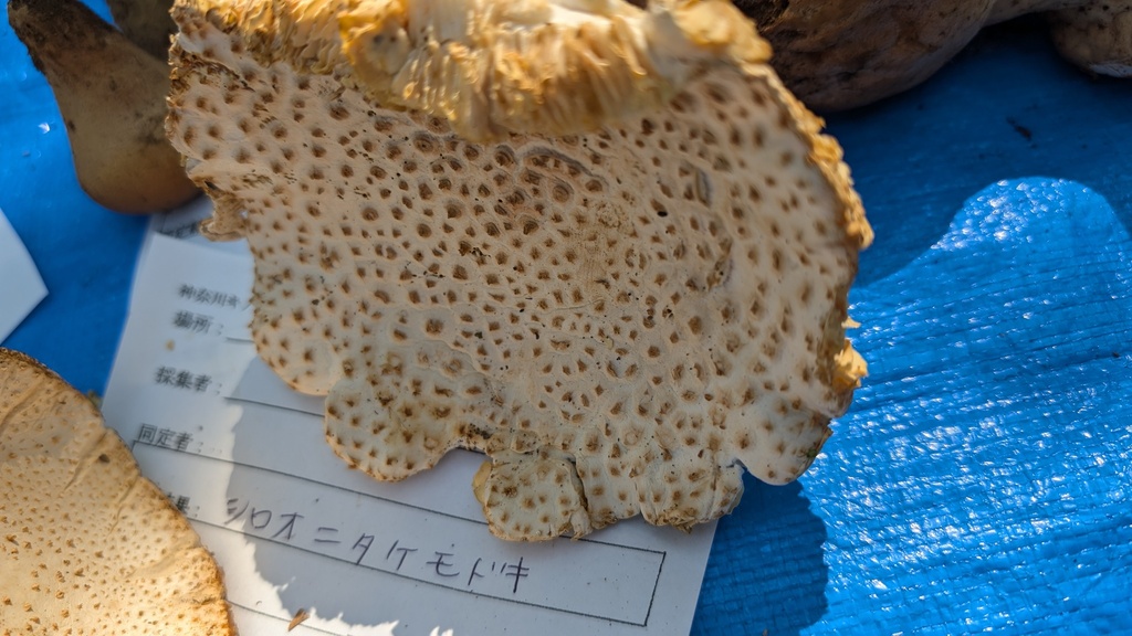 Amanita hongoi