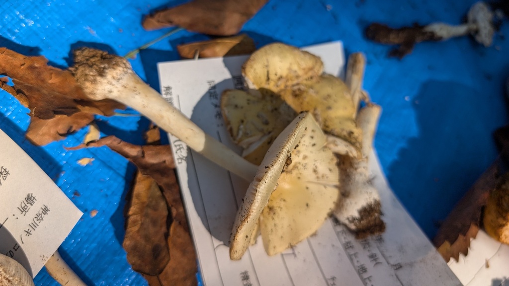 Amanita orientigemmata · September 2024 · photo: © atsushi_nakajima_cirque (iNaturalist, cc-by)