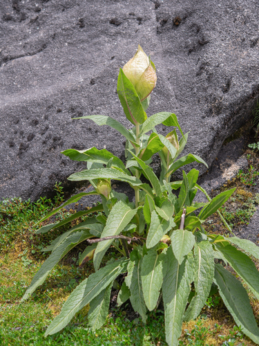 Saussurea obvallata, photograph 4