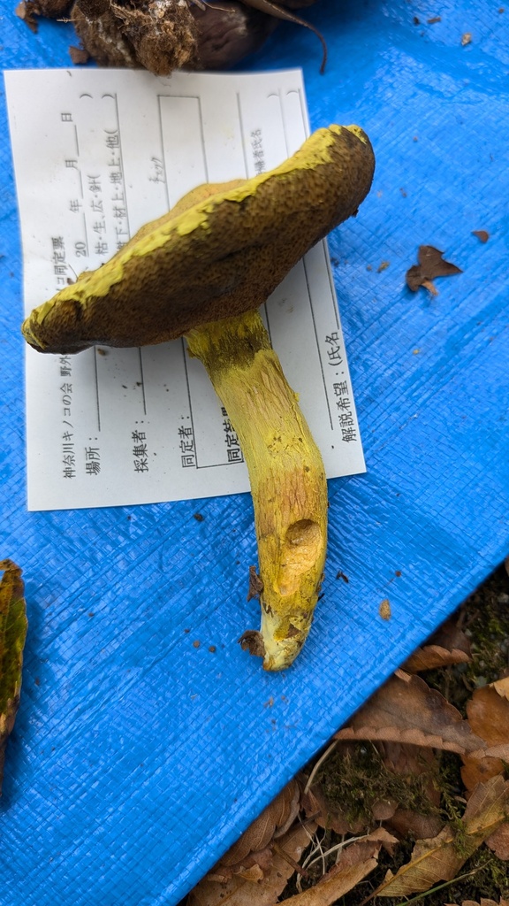 Pulveroboletus ravenelii · September 2024 · photo: © atsushi_nakajima_cirque (iNaturalist, cc-by)