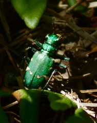 Cicindela patruela