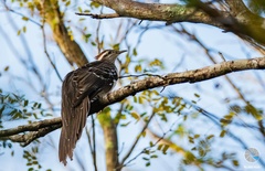 Dromococcyx phasianellus