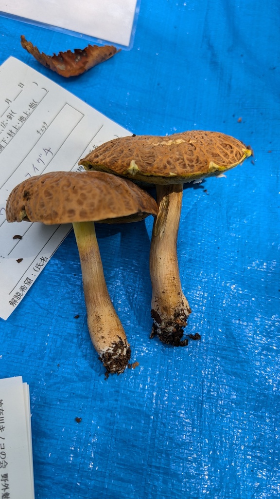 Hemileccinum hortonii · September 2024 · photo: © atsushi_nakajima_cirque (iNaturalist, cc-by)
