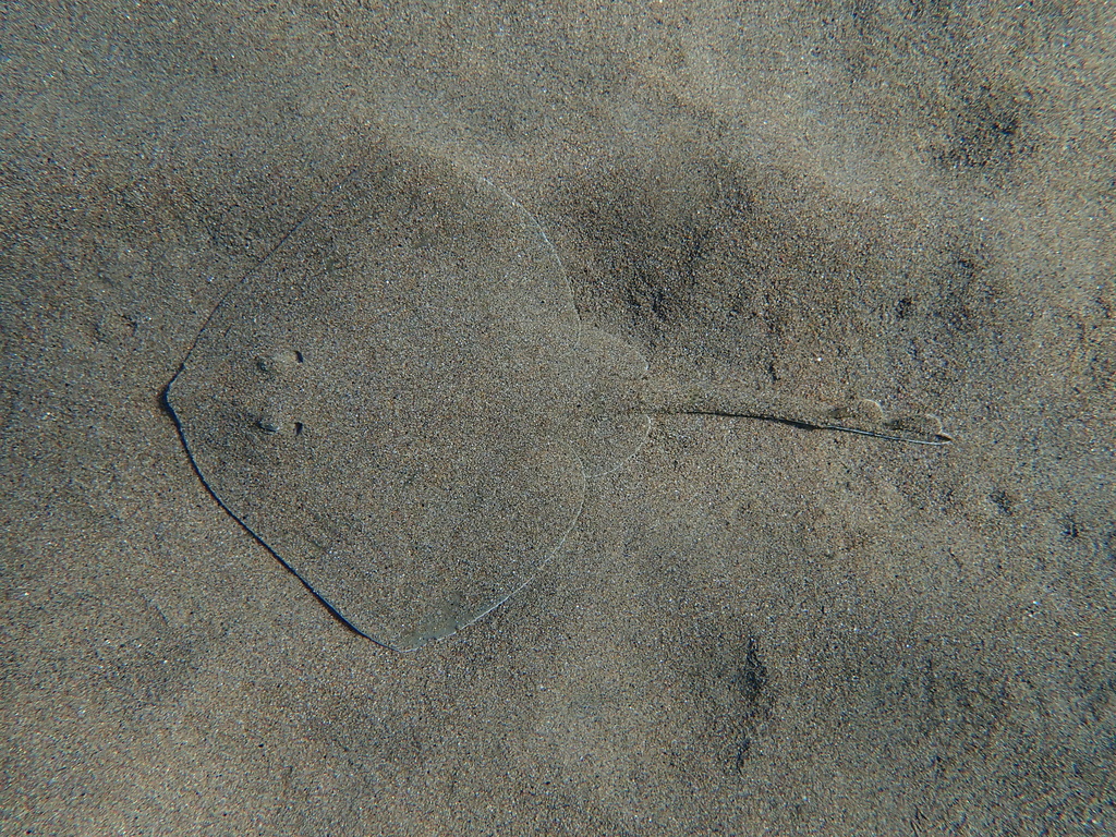 Faint outline of a rough ray lying on sand in shallow water