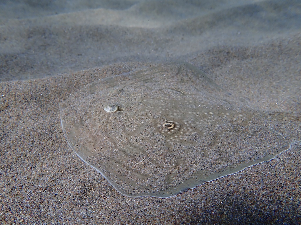 Rough ray resting on a sandy seabed, with pale spots and eye-like marks on its disc