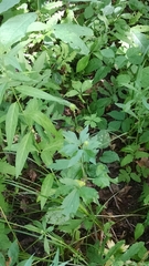 Anemone cylindrica