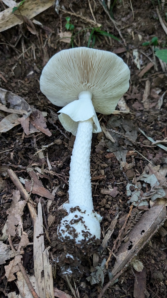 Amanita oberwinkleriana