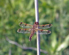 Libellula semifasciata