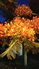 Delonix regia