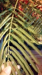 Delonix regia