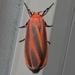 Scarlet-winged Lichen Moth - Photo (c) Andy Reago & Chrissy McClarren, some rights reserved (CC BY)