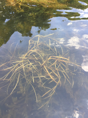 Potamogeton zosteriformis
