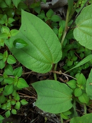 Passiflora costaricensis