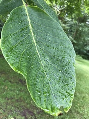 Juglans regia — photo 3