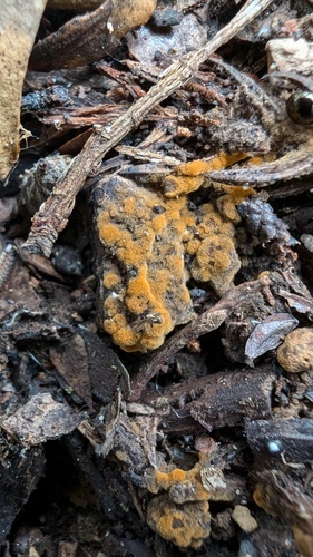 Tomentella bryophila