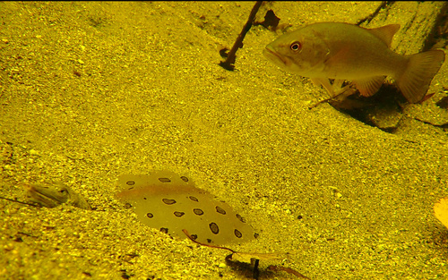 Smallmouth bass (Micropterus dolomieu) — Centrarchidae — 3