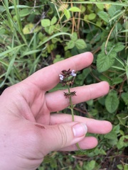 Salvia nilotica, photograph (c) Elliot Greiner, some rights reserved (CC BY)