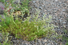 Galium mollugo