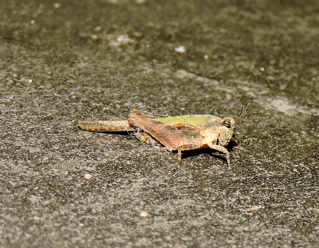 Euparatettix indicus