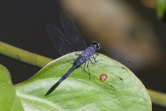 Oligoclada abbreviata